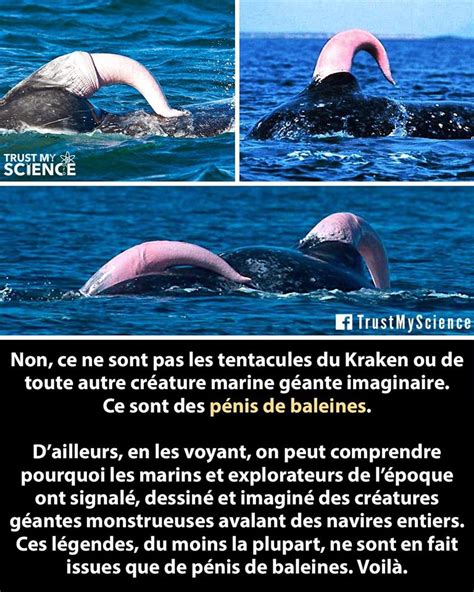 penis de baleine bleu|Le système reproducteur